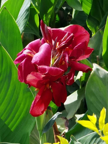 Paciorecznik (Canna) 'Cherry Red' 1 szt.