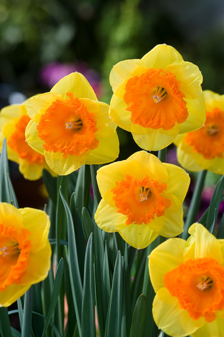 Narcyz Wielkoprzykoronkowy (Narcissus) 'Wild Carnival' 3 szt.