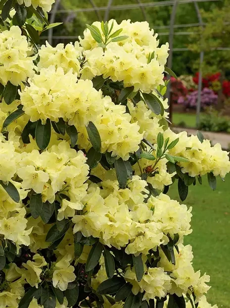 Różanecznik (Rhododendron) Żółty