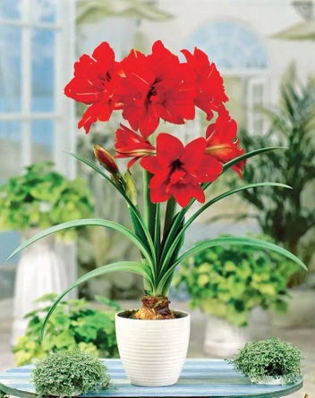 Zwartnica (Hippeastrum) Red Peacock 1 szt.