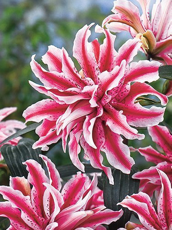 Lilia (Lilium) 'Magic Star'