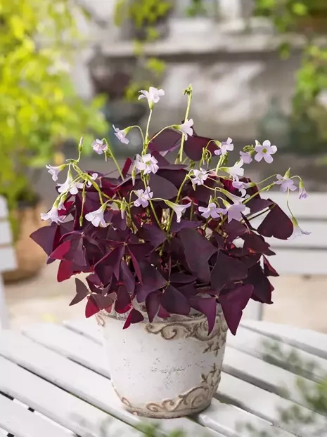 Szczawik trójkątny (Oxalis traingularis) 'Mijke' 3 szt.