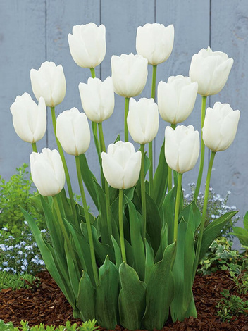 Tulipan Darwina (Tulipa) 'Hakuun' 5 szt.