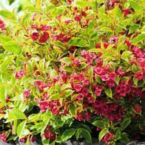 Krzewuszka (Weigela) 'Bristol Ruby' - Krzew Ozdobny