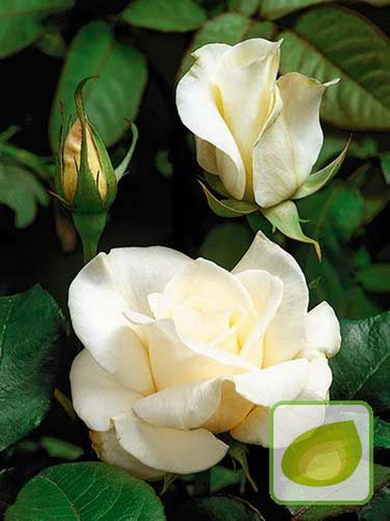 Róża Wielkokwiatowa (Rosa) 'Virgo'