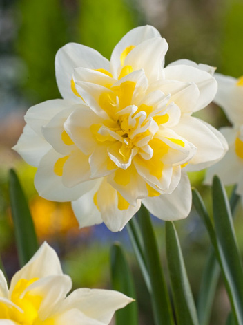 Narcyz Pełny (Narcissus) 'Irene Copeland' 3 szt.