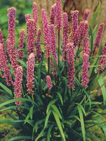 Liriope (Liriope) Muscari