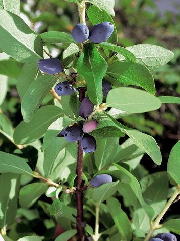 Jagoda Kamczacka (Lonicera kamtschatica) 'Zojka'