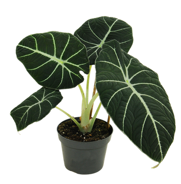 Alokazja Black Velvet (Alocasia reginula black velvet)