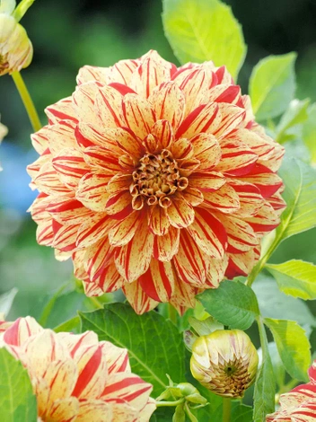 Dalia (Dahlia) 'Painted Madame' 1 szt.