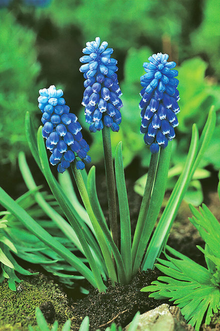 Szafirek (Muscari) 'Dark Eyes' 5 szt.