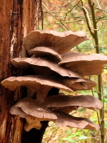 Boczniak Ostrygowaty (Pleurotus ostreatus) Zagrzybione Podłoże