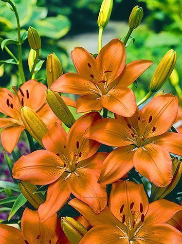 Lilia (Lilium) 'Apeldoorn' 1 szt.