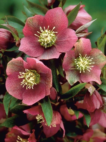 Ciemiernik wschodni (Helleborus orientalis)