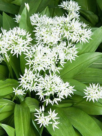 Sadzonki Czosnek niedźwiedzi (Allium ursinum) 