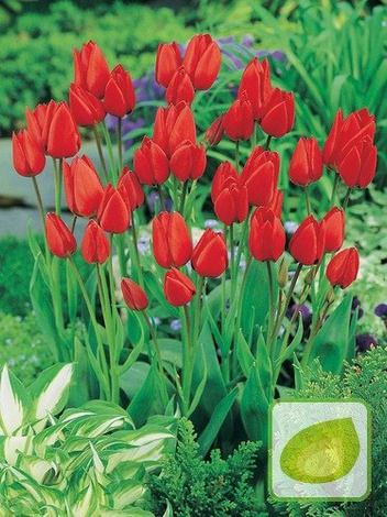 Tulipan Tani Red Georgette