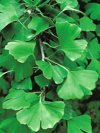 Miłorząb japoński (Ginkgo biloba)