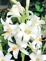 Lilia (Lilium candidum)  'św. Antoniego' 1 szt.