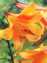 Lilia (Lilium) 'African Queen' 1 szt.