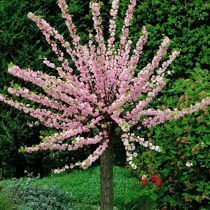 Migdałek Trójklapowy (Prunus triloba) - Drzewko