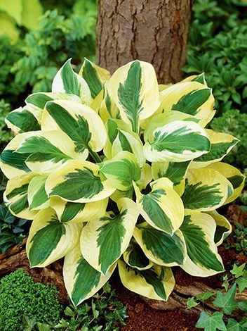 Funkia (Hosta) 'Brim Cup'