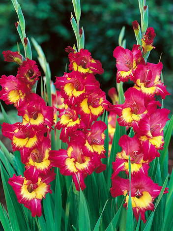 Mieczyk (Gladiolus) 'Far West'