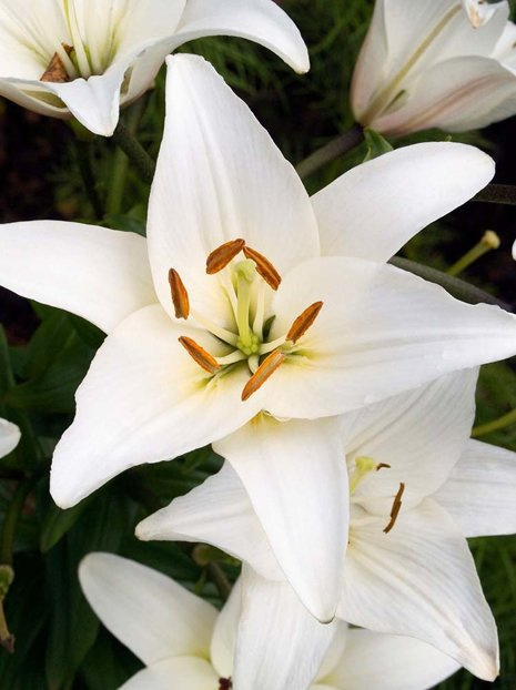 Lilia (Lilium) 'Navona'