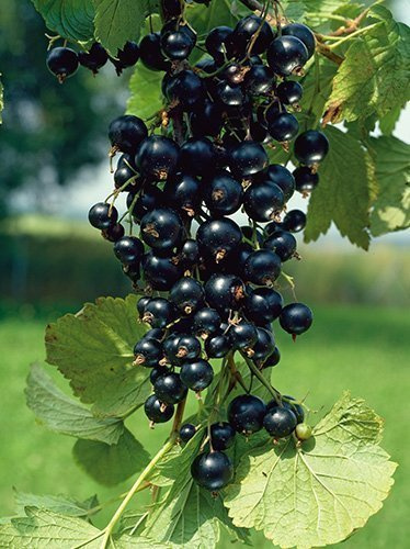 Porzeczka Czarna (Ribes nigrum) - Krzew Owocowy