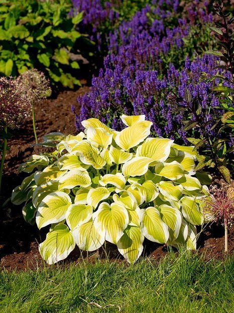 Funkia (Hosta) 'Spring Morning'