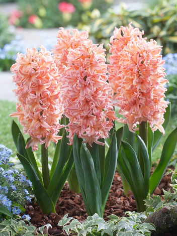 Hiacynt (Hyacinthus) 'Gipsy Queen' 5 szt.