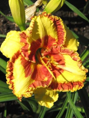 Liliowiec (Hemerocallis) Fashion Police