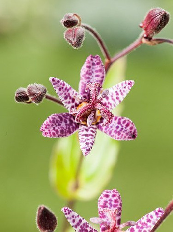 Trójsklepka (Tricyrtis formosana)