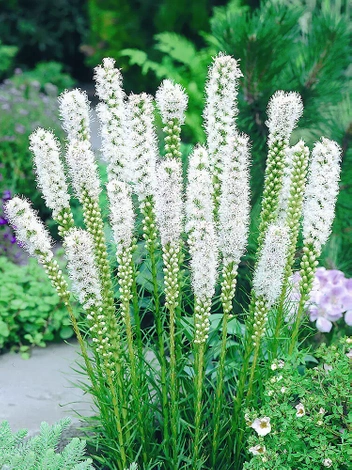 Liatra kłosowa (Liatris spicata) Alba