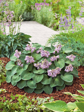 Funkia (Hosta) 'Blue Mouse Ears'