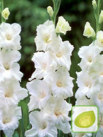 Mieczyk (Gladiolus) White Prosperity