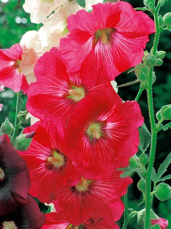 Malwa (Alcea) Czerwona 1 szt.