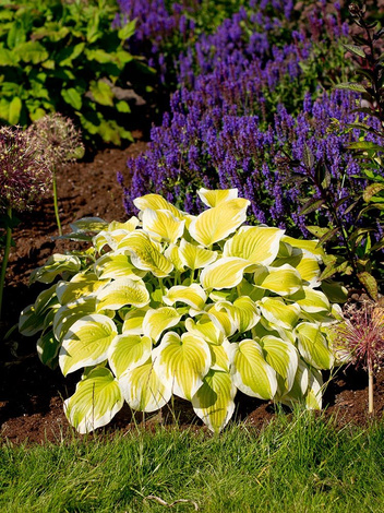 Funkia (Hosta) 'Spring Morning'