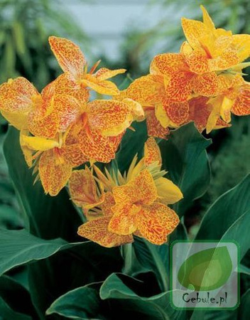 Paciorecznik (Canna) Golden Lucifer