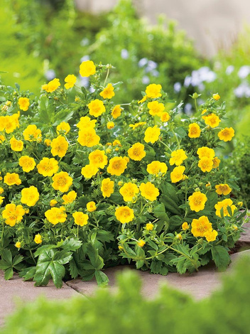 Pięciornik (Potentilla) 'Goldfinger' - Krzew Ozdobny