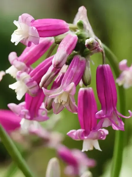 Dichelostema (Dichelostemma) 'Pink Diamond'