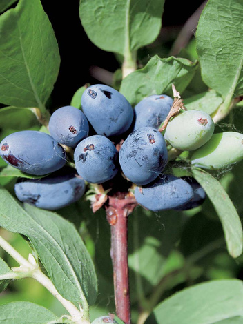 Jagoda Kamczacka (Lonicera coerulea var. kamtschatica) 'Atut'