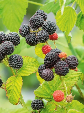 Malina (Rubus idaeus) Czarna - Krzew Owocowy