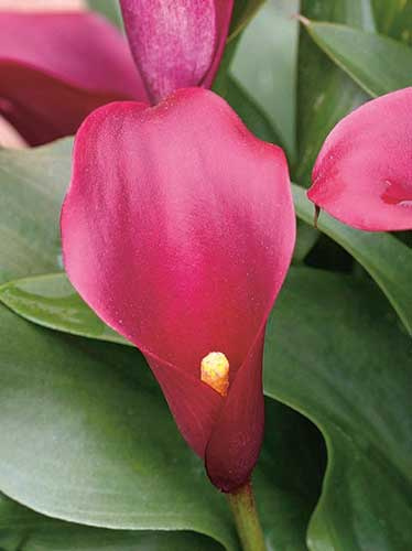 Kalia (Calla) 'Allure' 1 szt.