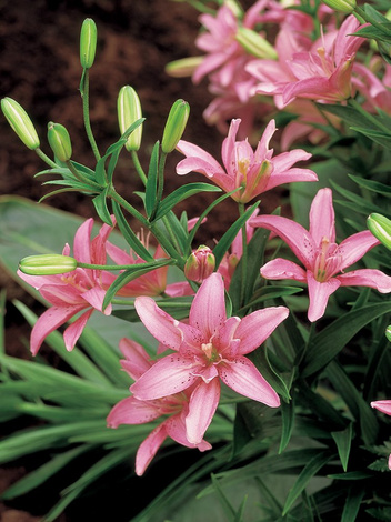 Lilia (Lilium) 'Little Kiss' 1 szt.