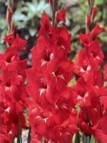 Mieczyk Tani (Gladiolus) 'Traderhorn'