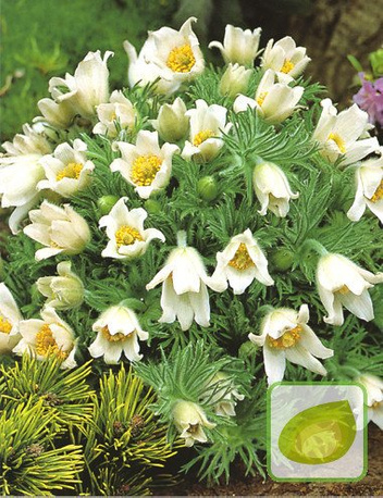 Sasanka (Pulsatilla) White