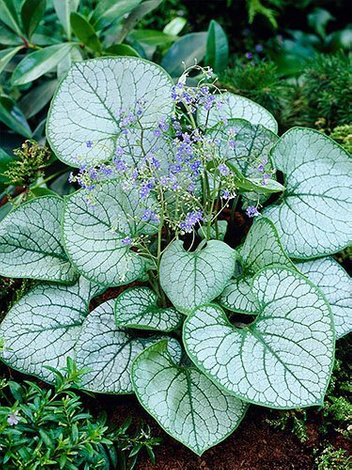 Brunera wielkolistna (Brunnera macrophylla) 'Jack Frost' 1 szt.