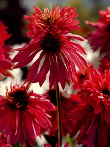 Jeżówka (Echinacea purpurea) 'Doubledecker'