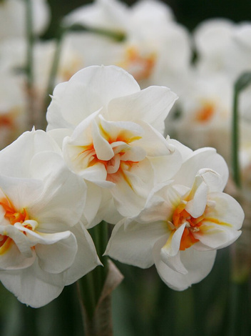 Narcyz Pełny (Narcissus) 'Sir Winston Churchill' 5 szt.