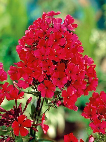 Floks (Phlox paniculata) 'Starfire'